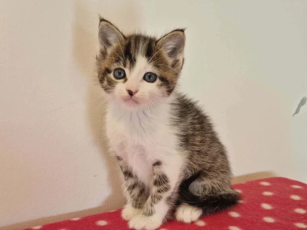 OXFORD (Réservé), male Mixed Breed for adoption at SPA Cherbourg (Cotentin), Cherbourg
