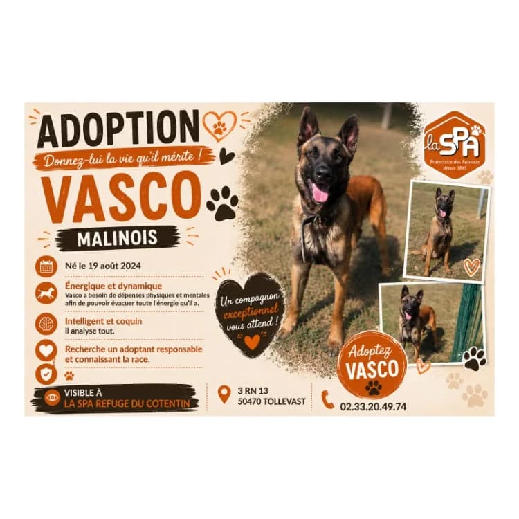 VASCO, male young American Bully for adoption at SPA Cherbourg (Cotentin), Cherbourg