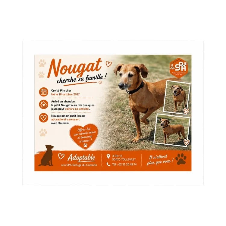 NOUGAT, male senior mixed breed for adoption at SPA Cherbourg (Cotentin), Cherbourg