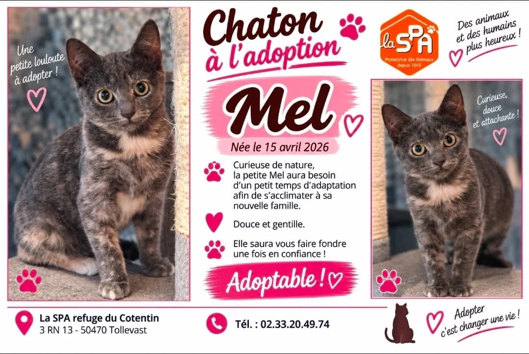 MEL (Réservée), female Mixed Breed for adoption at SPA Cherbourg (Cotentin), Cherbourg