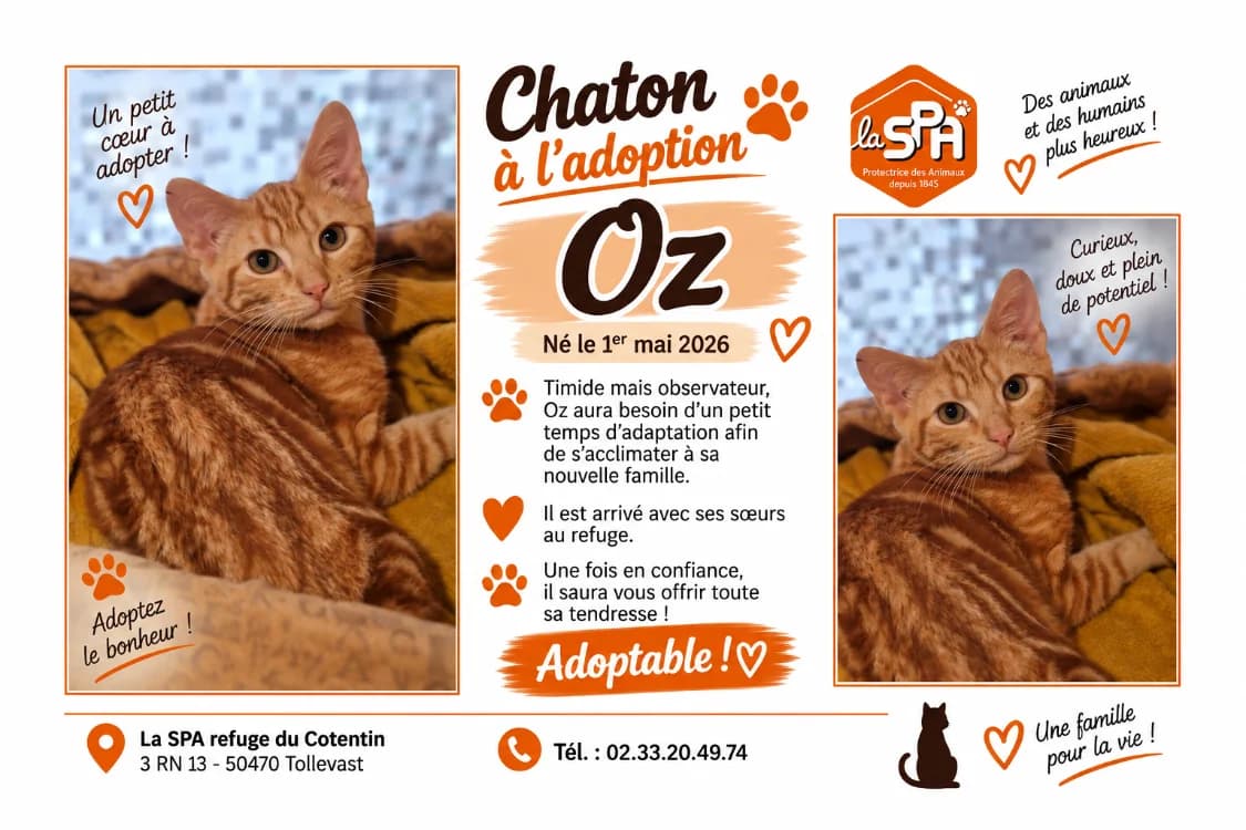 OZ ( Réservé), male Mixed Breed for adoption at SPA Cherbourg (Cotentin), Cherbourg