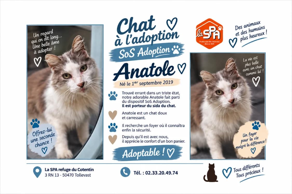 ANATOLE, male 7yo Mixed Breed for adoption at SPA Cherbourg (Cotentin), Cherbourg