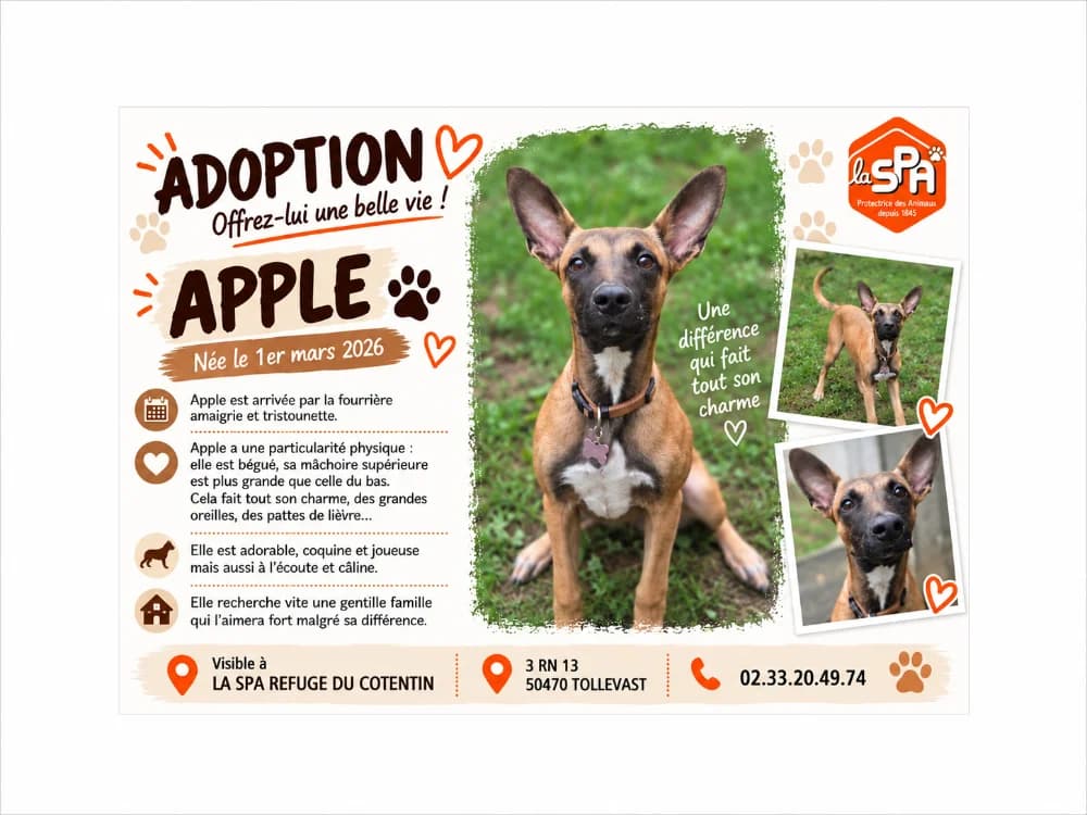 APPLE, female Belgian Malinois for adoption at SPA Cherbourg (Cotentin), Cherbourg