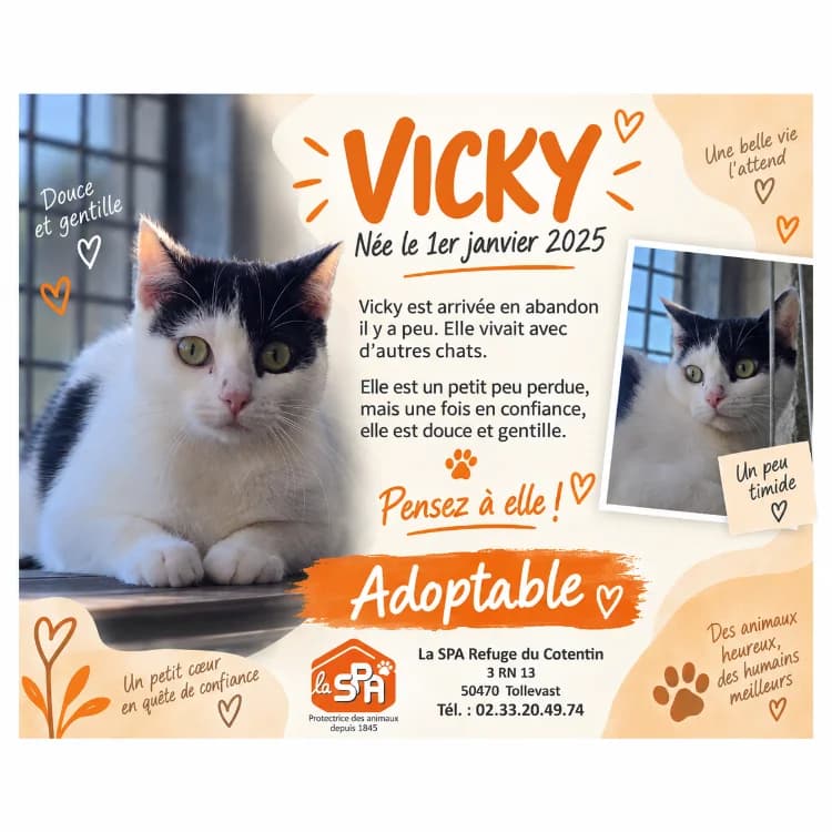 VICKY, female young mixed breed for adoption at SPA Cherbourg (Cotentin), Cherbourg