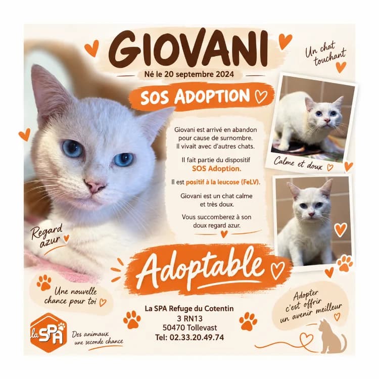Giovani / Vadrouille, male young Mixed Breed for adoption at SPA Cherbourg (Cotentin), Cherbourg