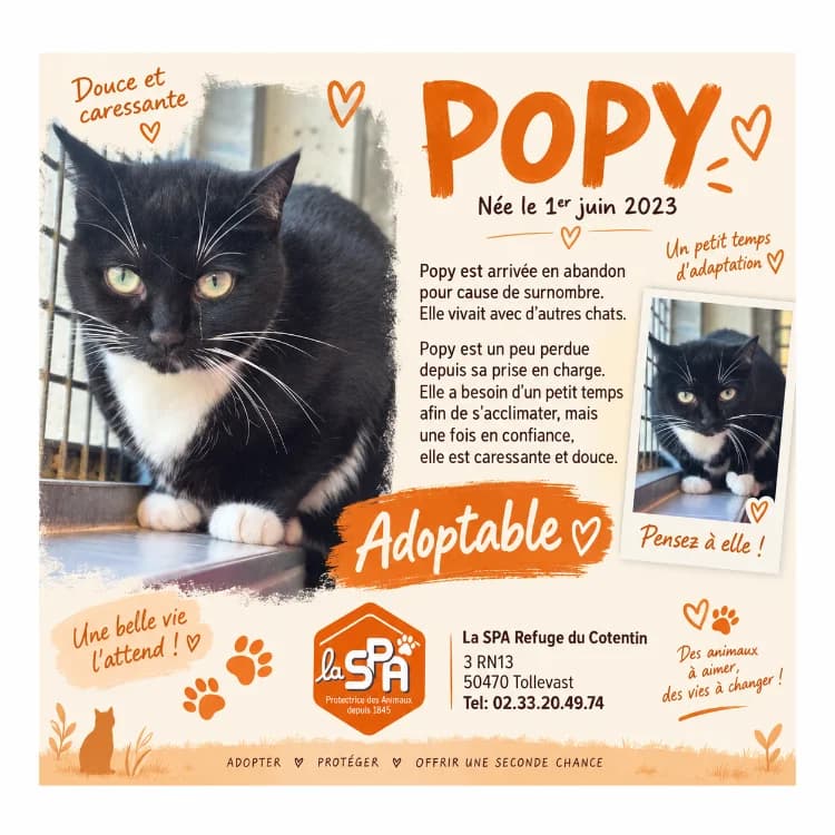 POPY, female 3yo Mixed Breed for adoption at SPA Cherbourg (Cotentin), Cherbourg