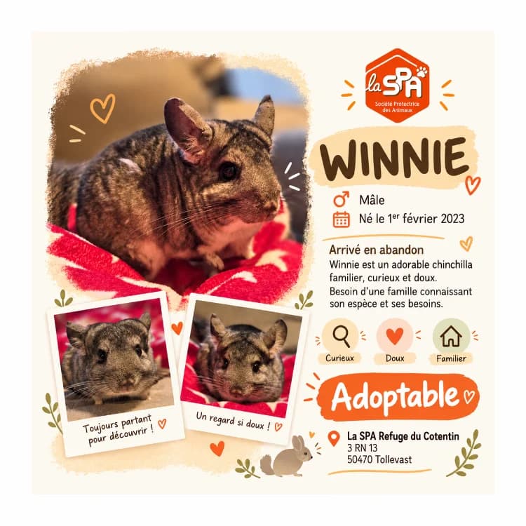 WINNIE, male 3yo Mixed Breed for adoption at SPA Cherbourg (Cotentin), Cherbourg