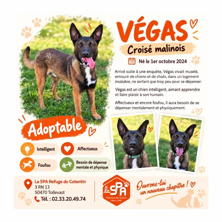 VEGAS, male young Mixed Breed for adoption at SPA Cherbourg (Cotentin), Cherbourg