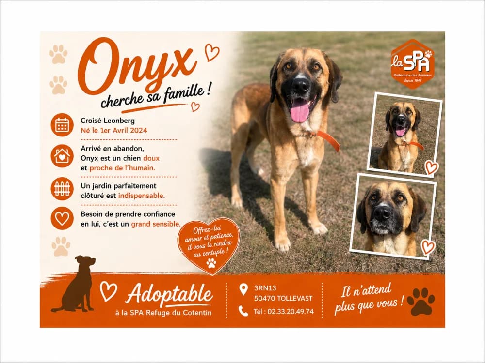 ONYX, male young mixed breed for adoption at SPA Cherbourg (Cotentin), Cherbourg
