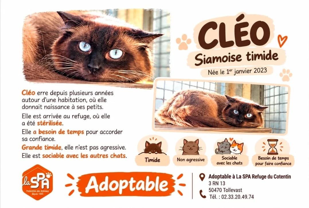 CLEO, female 3yo Mixed Breed for adoption at SPA Cherbourg (Cotentin), Cherbourg