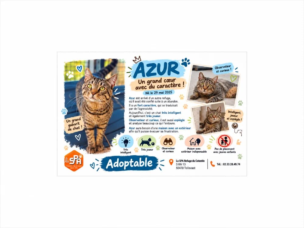 AZUR, male young mixed breed for adoption at SPA Cherbourg (Cotentin), Cherbourg