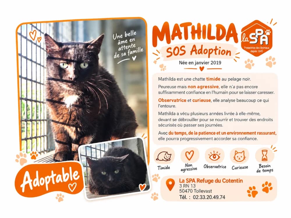 MATHILDA, female 7yo mixed breed for adoption at SPA Cherbourg (Cotentin), Cherbourg