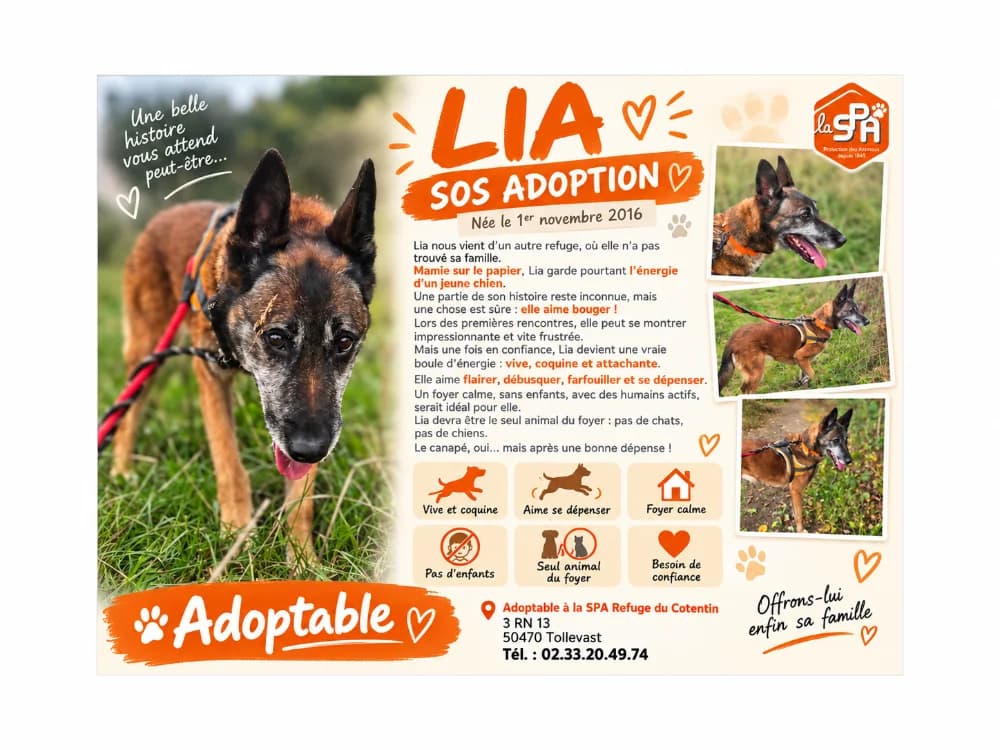 LIA en SOS URGENT, female senior Belgian Malinois for adoption at SPA Cherbourg (Cotentin), Cherbourg