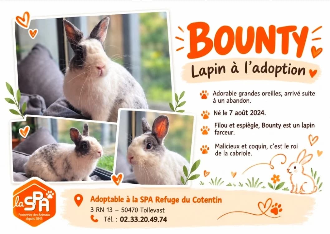 BOUNTY, male young Mixed Breed for adoption at SPA Cherbourg (Cotentin), Cherbourg