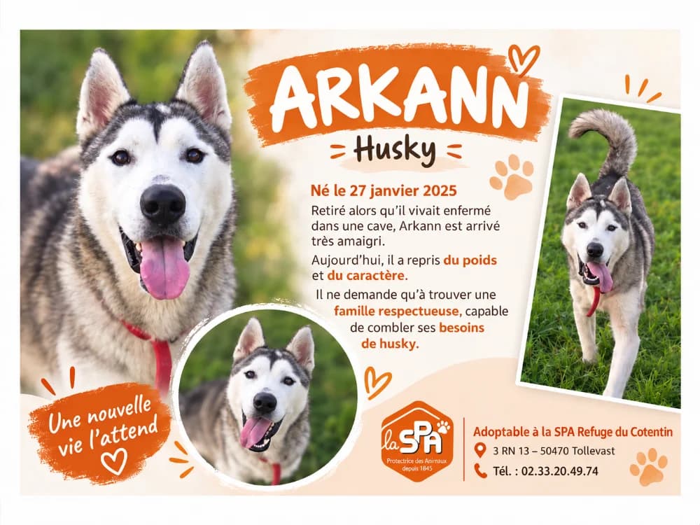 ARKANN, male young Husky for adoption at SPA Cherbourg (Cotentin), Cherbourg