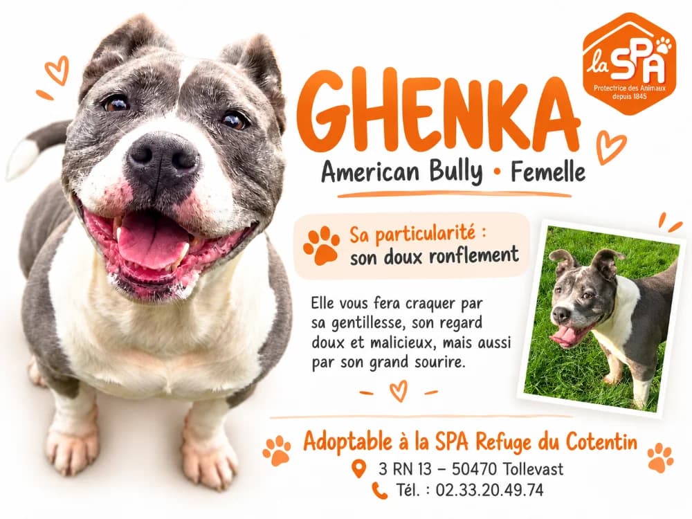 Ghenka, female senior American Bully for adoption at SPA Cherbourg (Cotentin), Cherbourg
