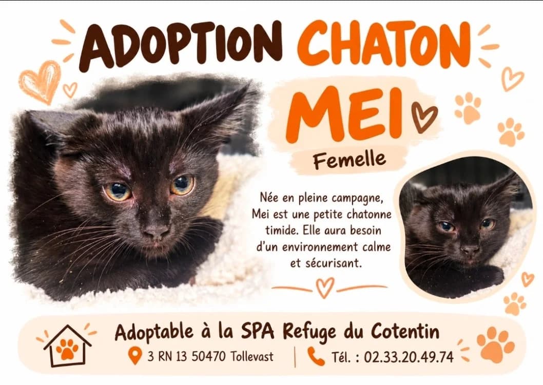 MEI, female Mixed Breed for adoption at SPA Cherbourg (Cotentin), Cherbourg