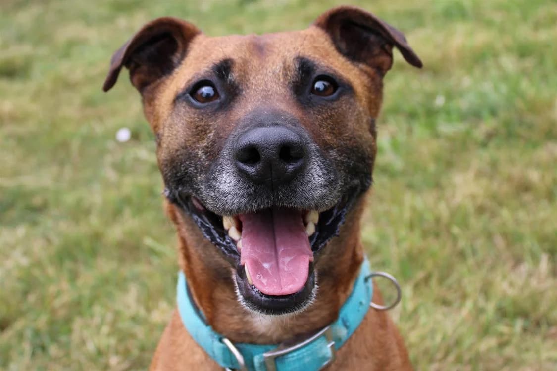 WRAP, male senior Mixed Breed for adoption at SPA Chilleurs-aux-Bois, Chilleurs