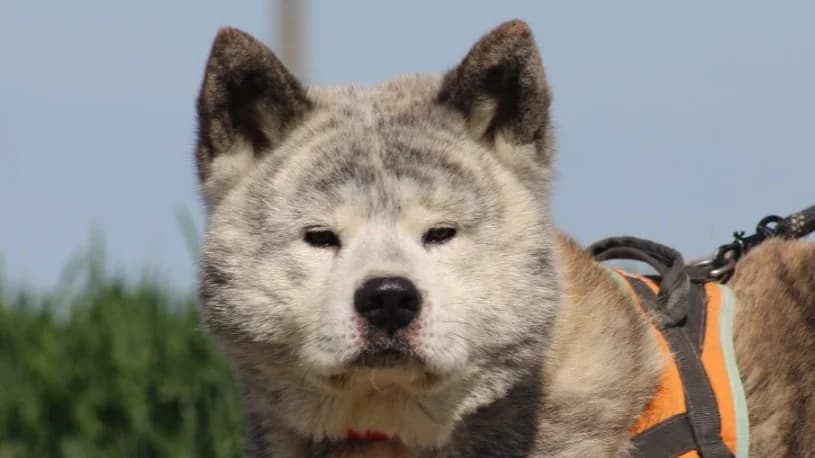 OSAMU, male senior Akita for adoption at SPA Chilleurs-aux-Bois, Chilleurs