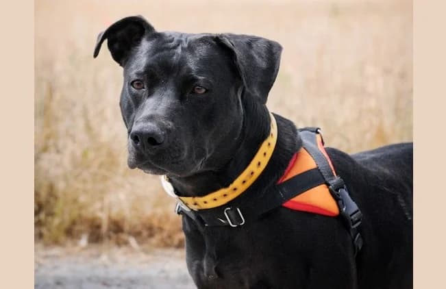 SIKI, female 4yo Labrador Retriever for adoption at SPA Chilleurs-aux-Bois, Chilleurs