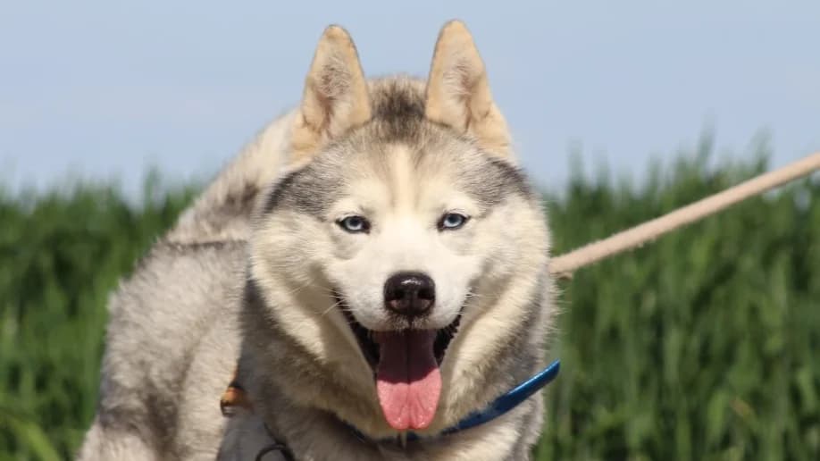 LUCKY, male senior mixed breed for adoption at SPA Chilleurs-aux-Bois, Chilleurs