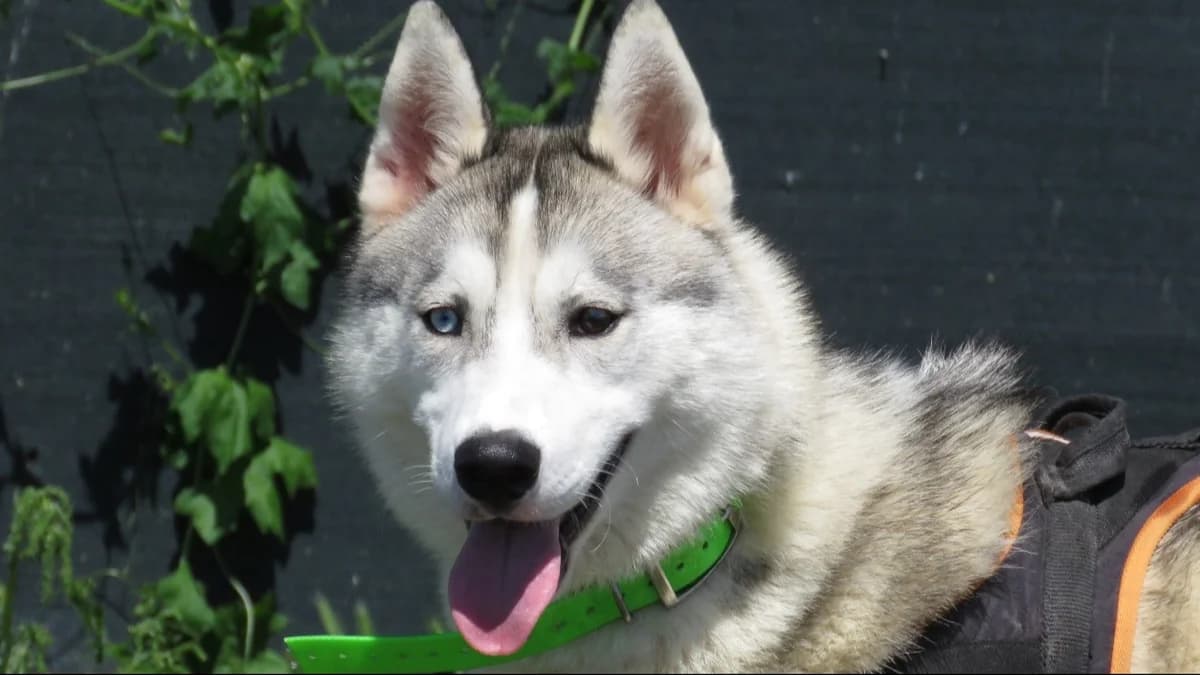 NISKA, male young Husky for adoption at SPA Chilleurs-aux-Bois, Chilleurs