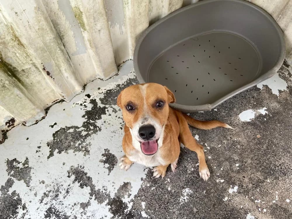 SHIPPER, male young Mixed Breed for adoption at SPA Chilleurs-aux-Bois, Chilleurs