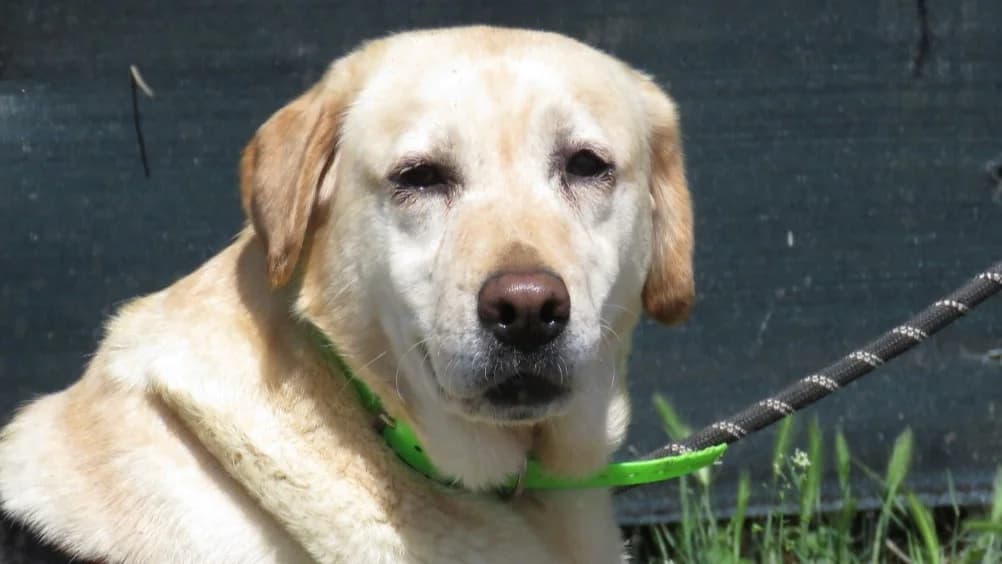 ROUSSETTE (Réservée), female 5yo mixed breed for adoption at SPA Chilleurs-aux-Bois, Chilleurs