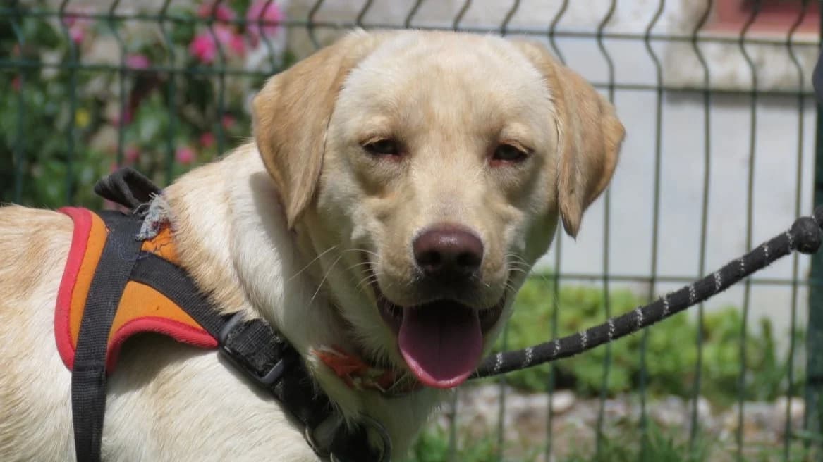 AUBE (réservée), female young Labrador Retriever for adoption at SPA Chilleurs-aux-Bois, Chilleurs