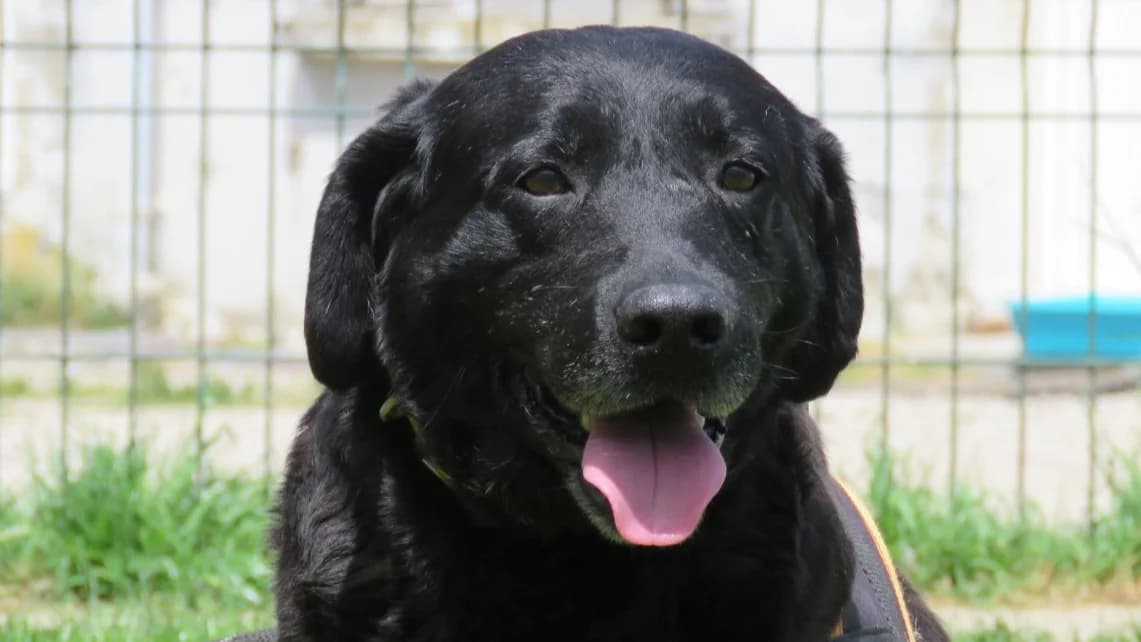OTIS (Réservé), male 7yo Mixed Breed for adoption at SPA Chilleurs-aux-Bois, Chilleurs
