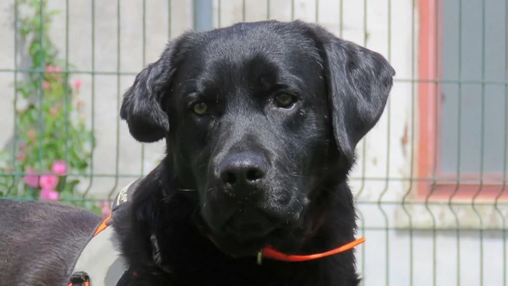TIC TOC (RESERVE), male 3yo Labrador Retriever for adoption at SPA Chilleurs-aux-Bois, Chilleurs