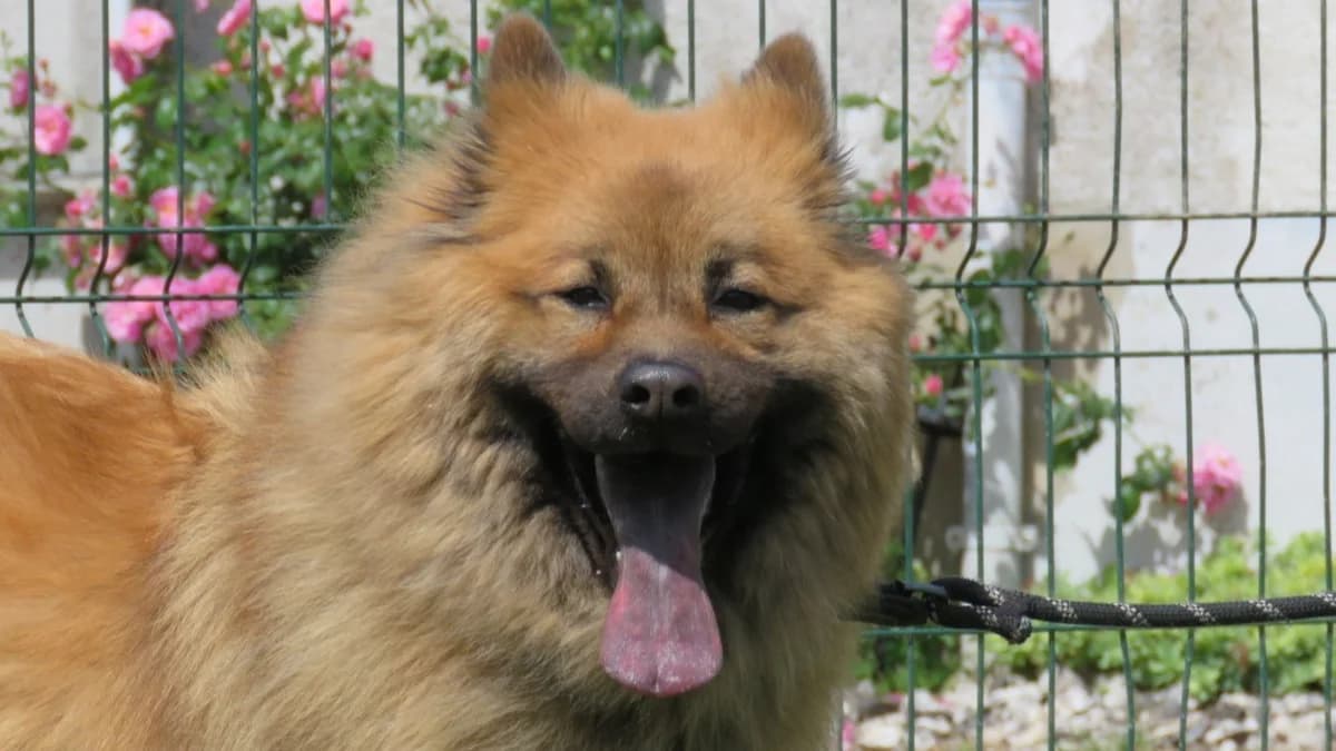 TAIKI, female 3yo mixed breed for adoption at SPA Chilleurs-aux-Bois, Chilleurs
