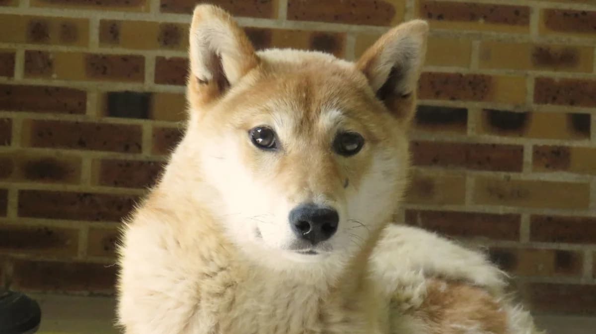 LUFFY, female 3yo mixed breed for adoption at SPA Chilleurs-aux-Bois, Chilleurs