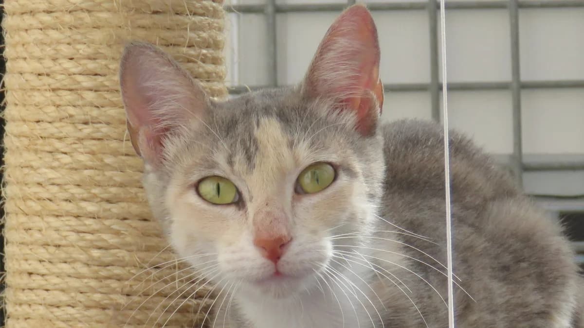 MOUSS, female young Mixed Breed for adoption at SPA Chilleurs-aux-Bois, Chilleurs