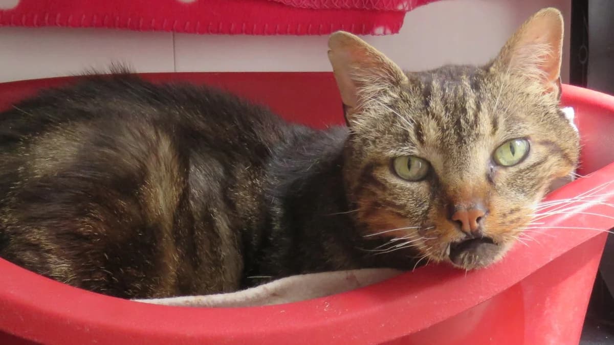 MYSTERE, male senior Mixed Breed for adoption at SPA Chilleurs-aux-Bois, Chilleurs