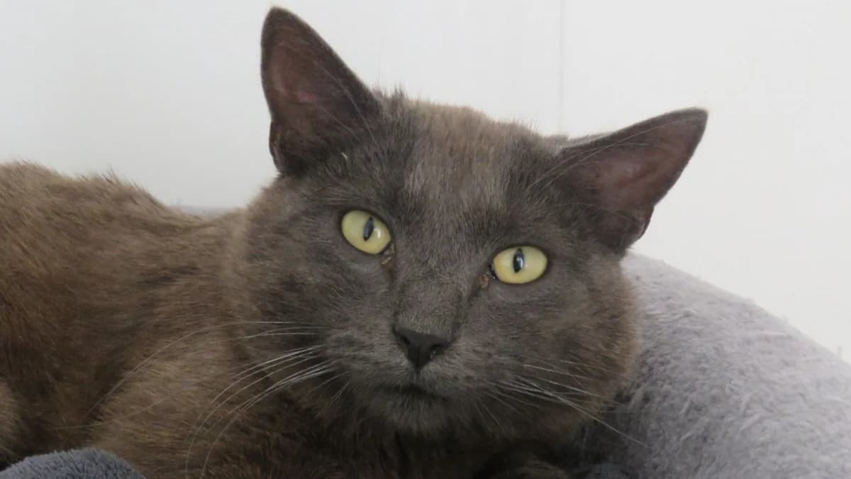 SIRIUS, male young mixed breed for adoption at SPA Chilleurs-aux-Bois, Chilleurs
