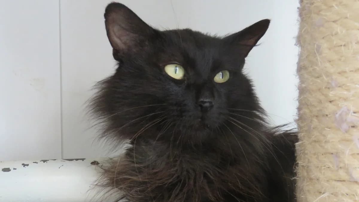 SPARKY, male young Mixed Breed for adoption at SPA Chilleurs-aux-Bois, Chilleurs