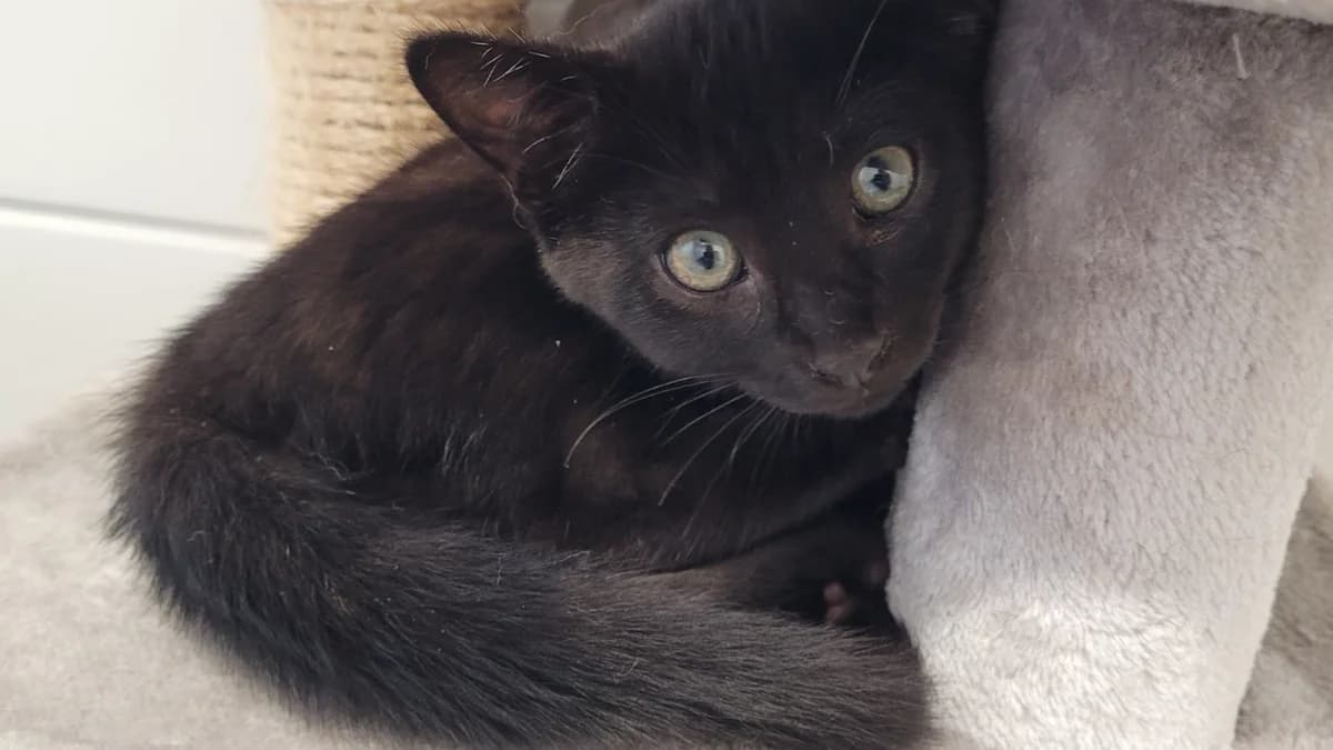 BOSTON, male Mixed Breed for adoption at SPA Chilleurs-aux-Bois, Chilleurs