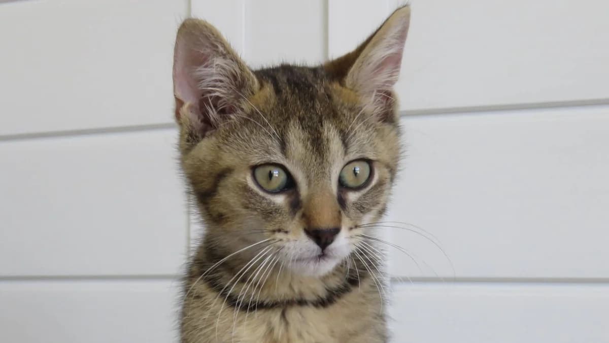 BORIS, male mixed breed for adoption at SPA Chilleurs-aux-Bois, Chilleurs
