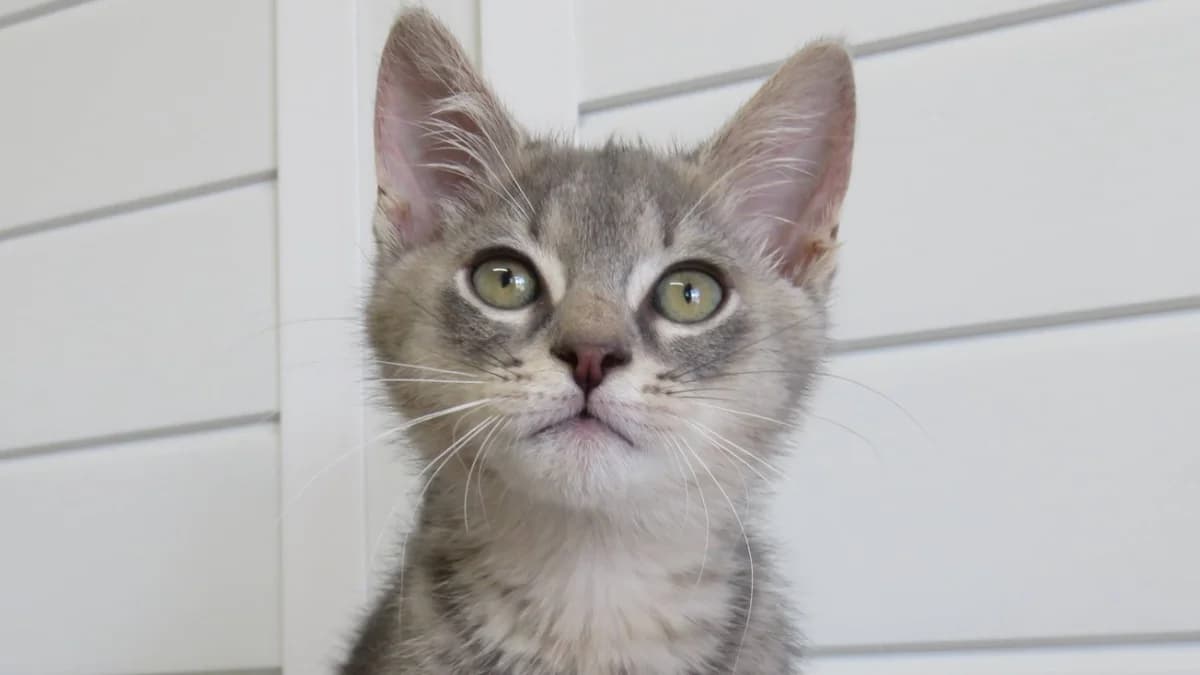 BRADY, male Mixed Breed for adoption at SPA Chilleurs-aux-Bois, Chilleurs