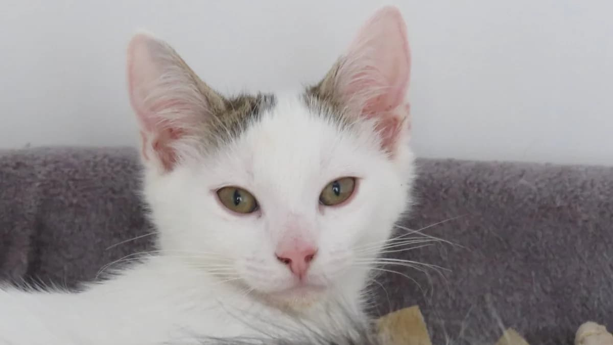 BEAUGOSSE, male Mixed Breed for adoption at SPA Chilleurs-aux-Bois, Chilleurs