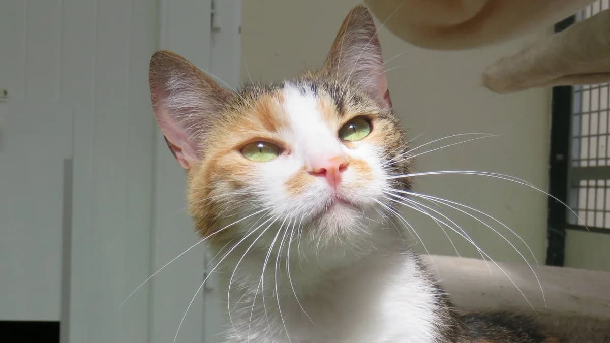 Kira, female 5yo Mixed Breed for adoption at SPA Chilleurs-aux-Bois, Chilleurs
