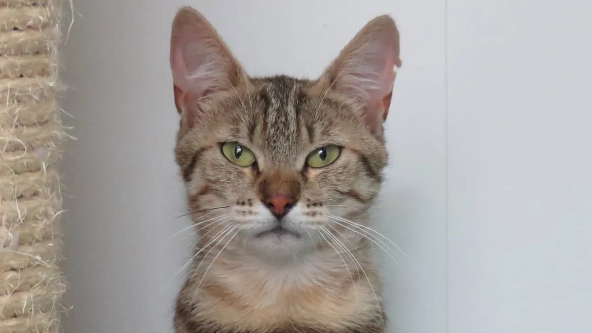 ANABELLE, female 3yo Mixed Breed for adoption at SPA Chilleurs-aux-Bois, Chilleurs