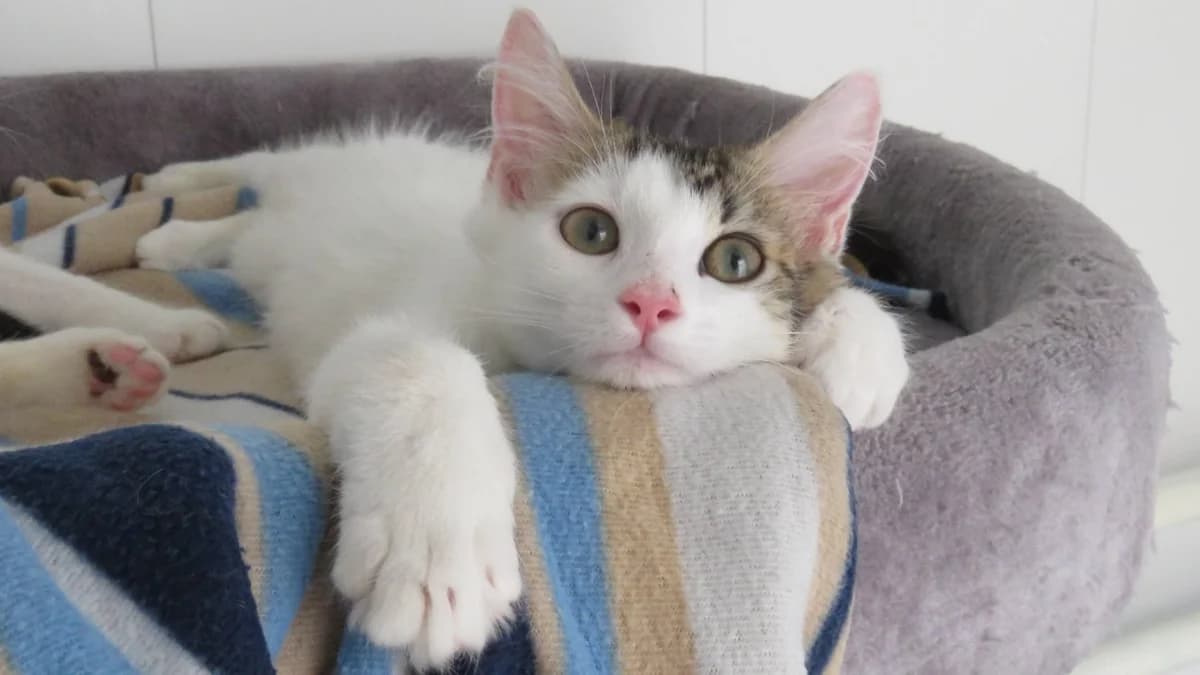 BABOU, male Mixed Breed for adoption at SPA Chilleurs-aux-Bois, Chilleurs