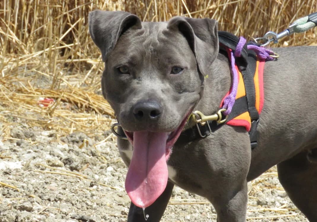 BUCK, male young mixed breed for adoption at SPA Chilleurs-aux-Bois, Chilleurs