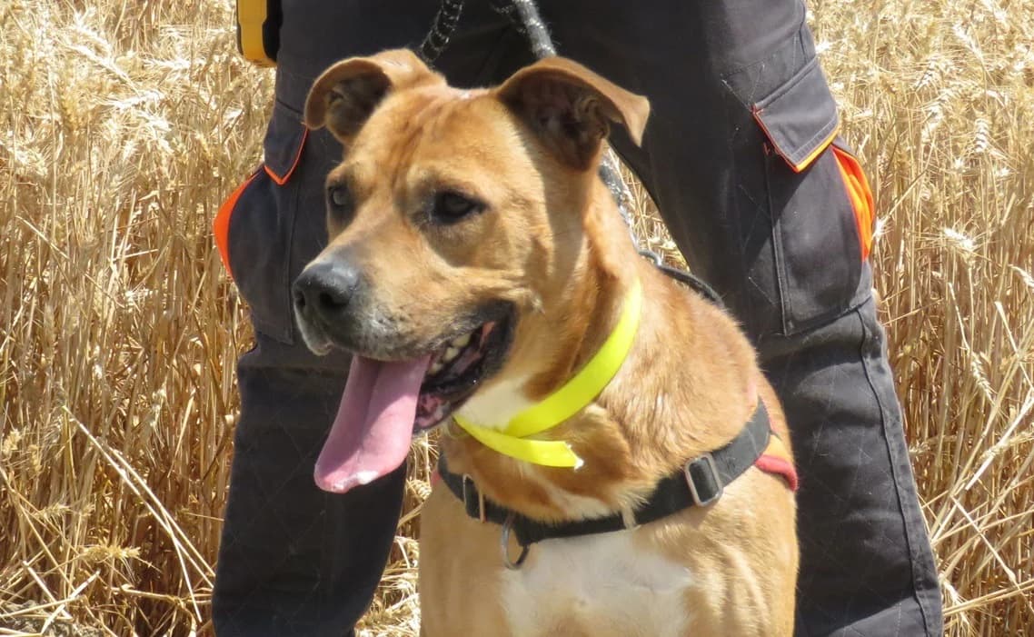 WOLF, male 5yo Husky for adoption at SPA Chilleurs-aux-Bois, Chilleurs