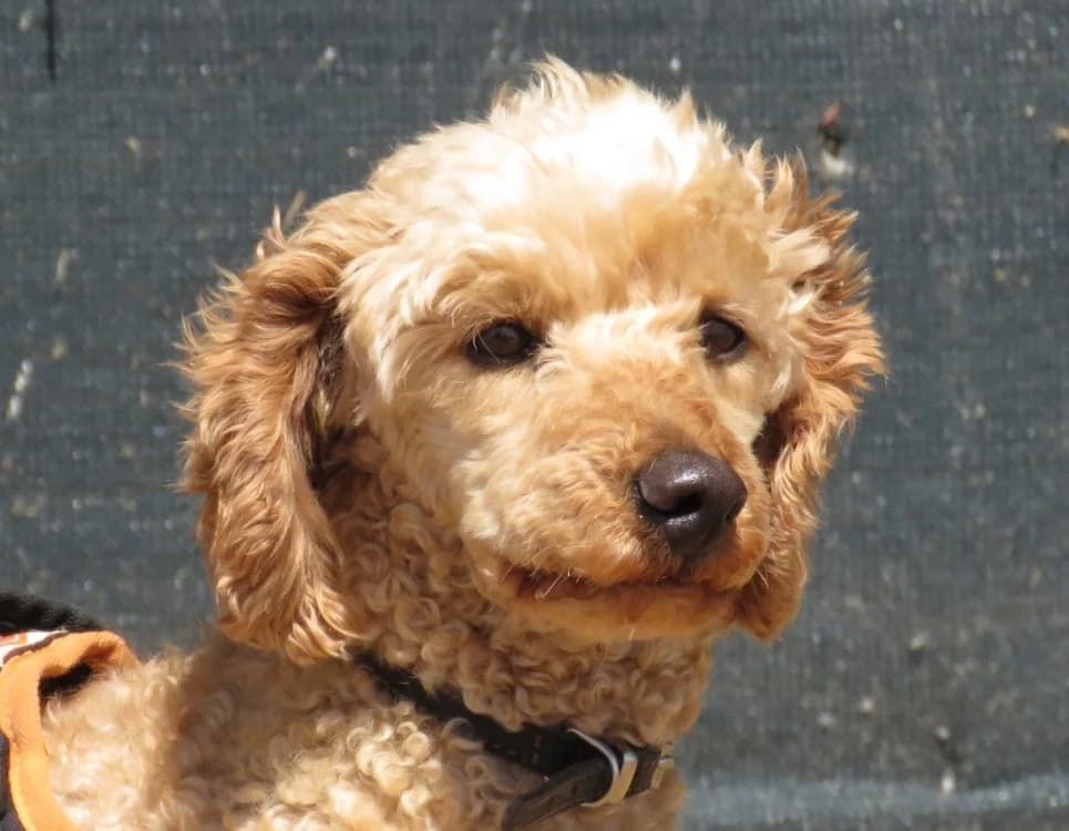 NOUGAT, male senior mixed breed for adoption at SPA Chilleurs-aux-Bois, Chilleurs