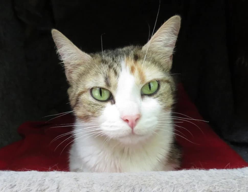 PANAMA, female young Mixed Breed for adoption at SPA Chilleurs-aux-Bois, Chilleurs