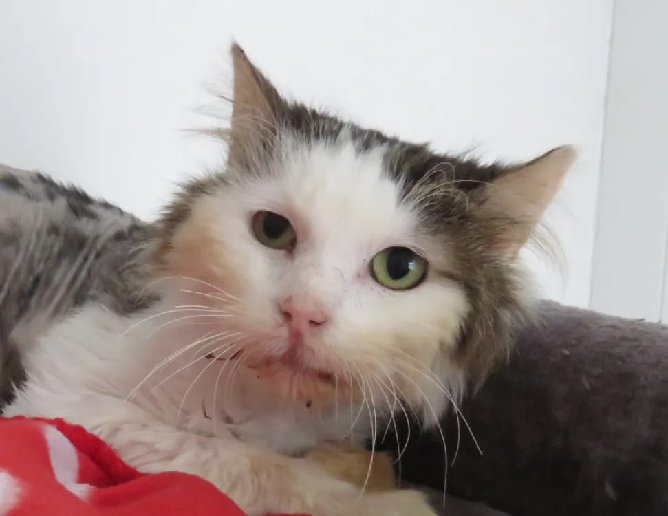 BALOO, male 5yo mixed breed for adoption at SPA Chilleurs-aux-Bois, Chilleurs