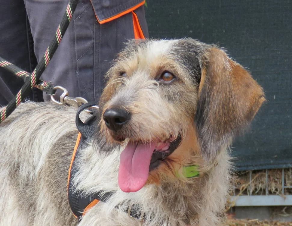 PANDORA, female 7yo mixed breed for adoption at SPA Chilleurs-aux-Bois, Chilleurs